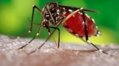 Jak malý komár může kousnout muže?